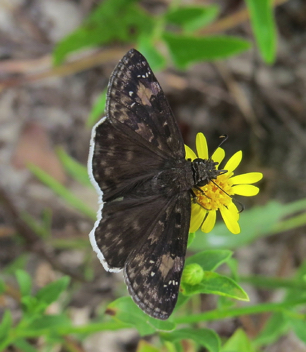 Funereal Duskywing